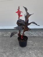 Canna's op pot te koop, Ophalen of Verzenden, Voorjaar, Volle zon, Knol