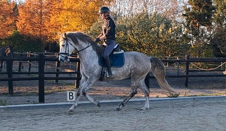 Hele gave Lusitano mix ruin !!, Dieren en Toebehoren, Paarden, Ruin, Minder dan 160 cm, 7 tot 10 jaar, Dressuurpaard, Gechipt