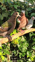 Te koop groenvleugel duifje, Dieren en Toebehoren, Mannelijk, Overige soorten