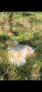 Twee kwaker eendjes, Dieren en Toebehoren, Meerdere dieren, Overige soorten