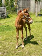 2 kwaliteits PRE’s  (Andalusier) veulens te koop, Dieren en Toebehoren, Paarden, M, Dressuurpaard, 0 tot 2 jaar, Meerdere dieren