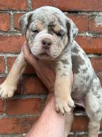 Bullforce Old English Bulldog pups vanaf 1500€, Dieren en Toebehoren, Honden | Bulldogs, Pinschers en Molossers, Nederland, 8 tot 15 weken