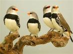 Gezocht diamantvinken koppels, Dieren en Toebehoren, Vogels | Overige Vogels, Meerdere dieren, Tropenvogel, Geringd