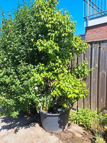 Twee oude peren bomen beschikbaar voor biedingen