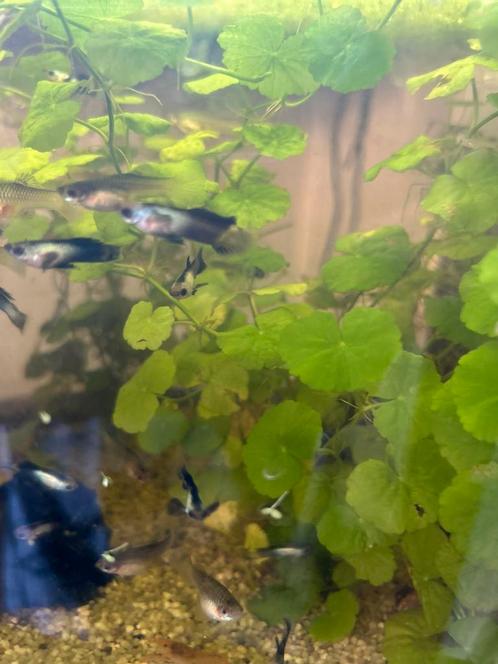 Panda guppen, Dieren en Toebehoren, Vissen | Aquariumvissen, Vis