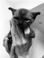Burmese kittens, Dieren en Toebehoren, Meerdere dieren, Ontwormd