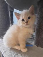 ragdoll kittens met stamboom. Lynx , choco en lilac, Meerdere dieren, Gechipt