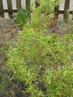 krul wilgen, Tuin en Terras, Planten | Bomen, Ophalen of Verzenden, Halfschaduw, Overige soorten, 100 tot 250 cm