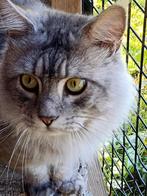 Lieve Maine Coon kater zoekt een nieuw huis