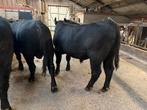 4 beste black angus stieren te koop, Mannelijk