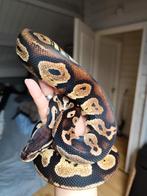 1.0 pastel blackhead 100% DH Ghost/DG, Slang, Tam, 3 tot 6 jaar