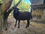Ouessant mini schaap (ooi), Dieren en Toebehoren, Vrouwelijk, Schaap