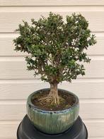 Bonsai olijf kleinbladig, Minder dan 100 cm, Volle zon, In pot, Overige soorten