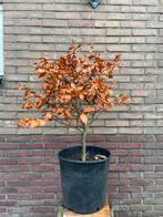 Bonsai Beuk (fagus sylvatica), Bloeit niet, Halfschaduw, Overige soorten, Minder dan 100 cm