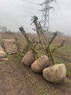 Stoofperen /Gieser wildeman oude fruitbomen, Ophalen, Lente, Perenboom, 250 tot 400 cm
