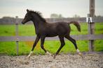 Prachtig zwart arabisch hengstveulen!, Dieren en Toebehoren, Paarden, Minder dan 160 cm, Gechipt, Niet van toepassing, 0 tot 2 jaar