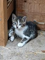 Boerderijkitten(poes), kitten, Dieren en Toebehoren, Katten en Kittens | Overige Katten, Poes, Kortharig, 0 tot 2 jaar