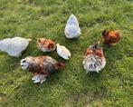 Enkele chabo krielen krul en glad kippen, Dieren en Toebehoren, Pluimvee, Meerdere dieren, Kip