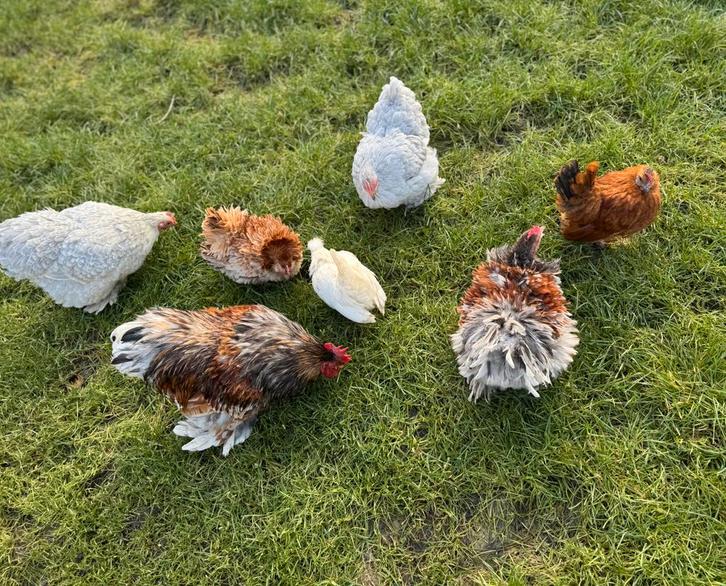 Enkele chabo krielen krul en glad kippen, Dieren en Toebehoren, Pluimvee, Kip, Meerdere dieren