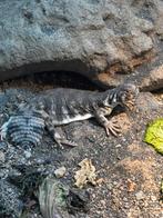 Uromastyx thomasi 0.0.3, Dieren en Toebehoren, Reptielen en Amfibieën, Hagedis, 0 tot 2 jaar