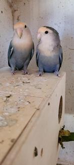 Koppel agepornisen, Dieren en Toebehoren, Meerdere dieren, Parkiet