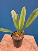 Orchidee Rothschildiana p9