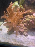 Te koop aangeboden 3 prachtige eigen kweek kenia trey pink, Dieren en Toebehoren, Overige typen, Zoutwatervis