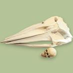 Blauwe Vinvis Schedel Replica AKTIE  - opgezette, Verzamelen, Dierenverzamelingen, Ophalen of Verzenden, Nieuw, Schedel