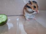 Goudhamsters, zeer tam, Dieren en Toebehoren, Knaagdieren, Meerdere dieren, Hamster, Na 1 juli 2024, Tam