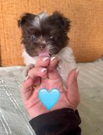 🩵🐶 Malchi pomeriaan boomer pup reutje Spikkel 🐶🩵, Dieren en Toebehoren, CDV (hondenziekte), 8 tot 15 weken, Eén hond, Nederland