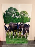 foto van koeien op acrylglas, Ophalen, Zo goed als nieuw