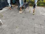 Gratis tegels (Oostvoorne), Tuin en Terras, Tegels en Klinkers, Ophalen, Gebruikt, 10 m² of meer, Beton