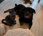 Rottweiler pups, Dieren en Toebehoren, 8 tot 15 weken, Parvo, Meerdere, Meerdere dieren