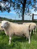 Swifter dekrammen te koop, Dieren en Toebehoren, Schapen, Geiten en Varkens, Mannelijk, Schaap