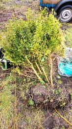 Gratis Buxus, Ophalen, Buxus, Struik, Minder dan 100 cm