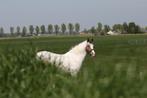 Verzorger/ leaser / bijrijder gezocht voor meerdere dagen, Dieren en Toebehoren, Paarden en Pony's | Overige Paardenspullen, Ophalen