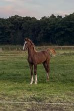 Tuigpaard merrieveulen, Dieren en Toebehoren, Paarden, Merrie, Minder dan 160 cm, 0 tot 2 jaar, Tuigpaard