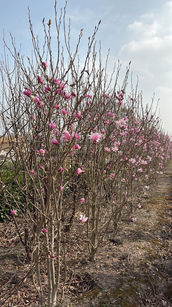 Magnolia Meerstammige tulpenboom in maten leverbaar, Tuin en Terras, Planten | Bomen, Overige soorten, Volle zon, Lente, Ophalen of Verzenden