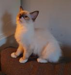 Ragdoll Kittens Poes, Poes, Ontwormd, 0 tot 2 jaar