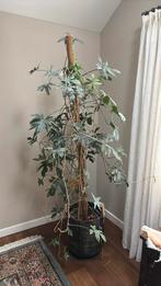 Drakenstaart plant, Huis en Inrichting, 200 cm of meer, Overige soorten, In pot, Groene kamerplant