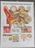De oor organen - Kunststof plaat, Ophalen of Verzenden, Gebruikt, Reclamebord
