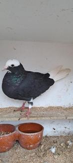 Hoogvlieger, Vrouwelijk