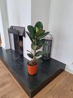 Ficus Elastica Robusta - Kamerplant 90cm, Huis en Inrichting, Kamerplanten, Ophalen, Ficus, Halfschaduw, Minder dan 100 cm