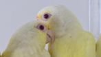 Koppel Pyrrhura Molinae Creme Ino x Turquoise Opaline / Ino, Dieren en Toebehoren, Vogels | Parkieten en Papegaaien, Meerdere dieren