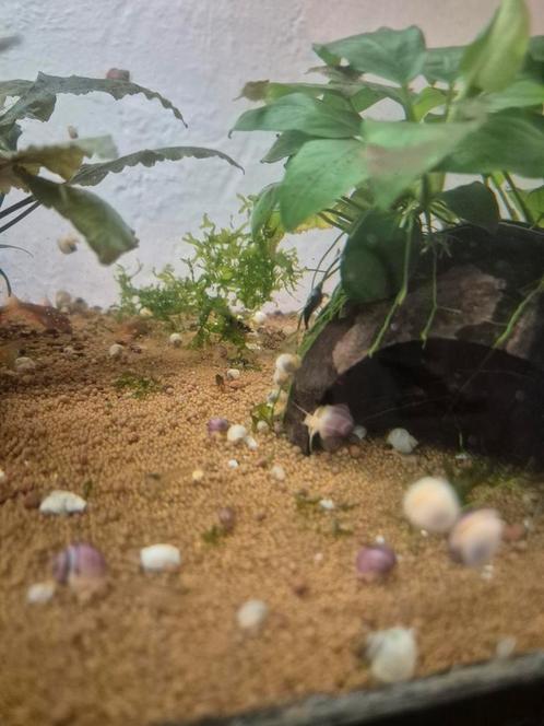 Appelslakken wit en paars, Dieren en Toebehoren, Vissen | Aquariumvissen, Zoetwatervis, Slak of Weekdier, Schoolvis