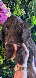 Chocolade bruine Cockapoo’s (reutje), Dieren en Toebehoren, Rabiës (hondsdolheid), 8 tot 15 weken, Eén hond, Nederland