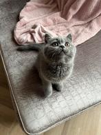 Britse Korthaar kittens Bleu en  bicolor, Meerdere dieren, Gechipt, 0 tot 2 jaar