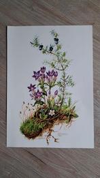 Mila Lippmann Pawlowski - kunstenares - schilder -, Ophalen of Verzenden