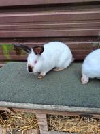 California's konijnen, Meerdere dieren, Groot