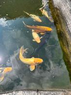 Mooie grote koikarpers, Dieren en Toebehoren, Vissen | Vijvervissen, Karper of Koi